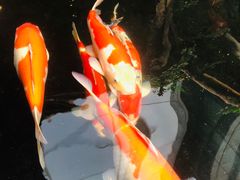 -猪肉婆·德景轩