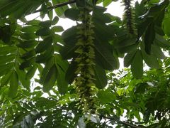 -寶牯佬邵阳米粉