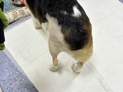 -美联众合动物医院·24h转诊中心