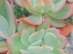-尽善百年古院餐厅(王家老宅店)