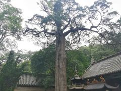-青岛崂山太清宫