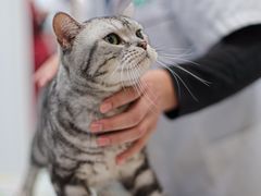 -瑞派长江宠物医院·猫科·外科·24小时夜护(谊城公寓分院)