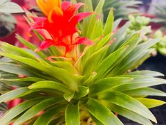 -荷兰花海