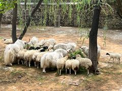 -石家庄市动物园