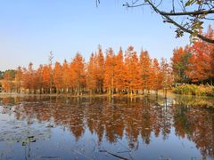 -白鹭湾湿地公园
