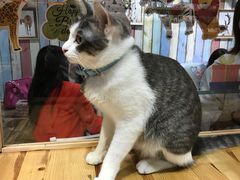-小时光咖啡馆(开森度假森林店)