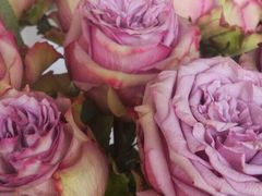 -昆明国际花卉拍卖交易中心