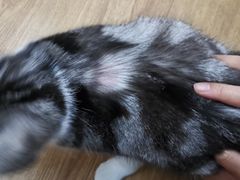 -PETKIT小佩宠物(古北店)