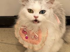 -共舞时光猫咖·狗咖(新街口店)