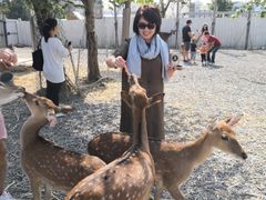 -鹿境梅花鹿生态园区