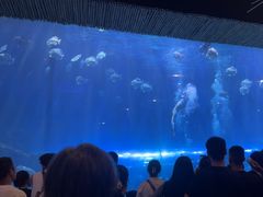 -华夏文旅海洋公园