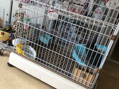 -圣宠宠物(平吉花卉市场店)