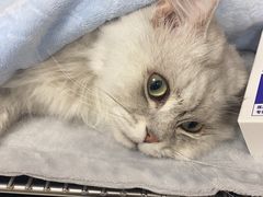 -瑞派康怡24h宠物医院·犬猫医疗中心·微创绝育(瑞景分院)