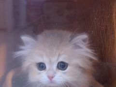 -小猫来了猫舍(福田店)