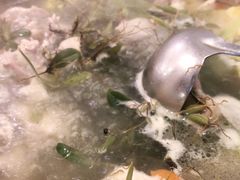 -洪大厨鸡煲(福田店)