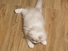 -屋虎猫馆(宝安大仟里店)