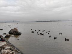 -深圳湾公园(南山区)