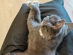 -有喵·猫咖·狗咖·30几只猫10只小狗(岗厦店)