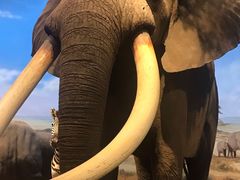 -陕西自然博物馆