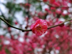 -重庆彩云湖湿地公园