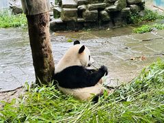 -中国大熊猫保护研究中心雅安碧峰峡基地