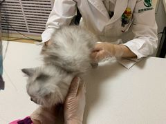 -瑞派宠物医院·24小时骨科·心脏·核磁(哈尔滨南岗店)