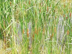 -春花秋色城市公园