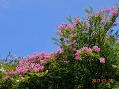 -墨尔本皇家植物园