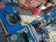 -清平路水族市场