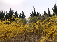 -红莲湖