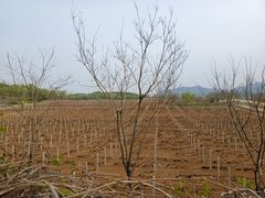 -北京张裕爱斐堡酒庄