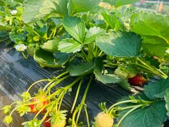 -南国桃园旅游度假区