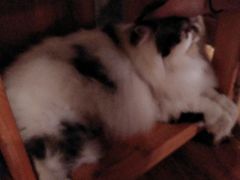 -喵园·猫主题咖啡厅·撸猫·猫咖(国贸店)