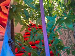 -令狐冲·炭烤活鱼(宝龙店)