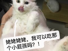 -凯特喵百思猫专科医院