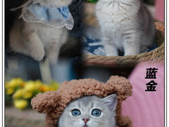 -lincat·猫舍(广州店)