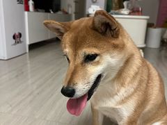 -心仪动物医院·牙专科·肿瘤·心脏科(西客站院)