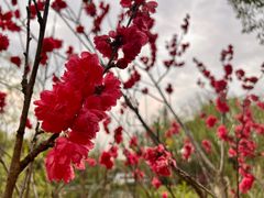 -杭州植物园