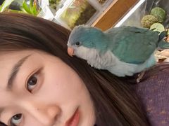 -吉丁鸟咖·异宠·寄养