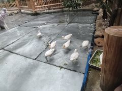 -正佳雨林生态植物园