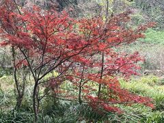 -重庆彩云湖湿地公园