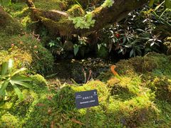 -深圳仙湖植物园