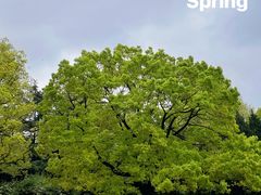 -上海共青森林公园