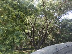 -大兴滨河森林公园