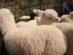 -栾川竹海野生动物园