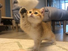 -十年猫舍·猫咪专门店(普陀店)