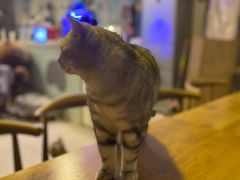 -平行世界·猫咖(首经贸店)