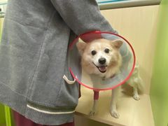 -美联众合动物医院·24h转诊中心