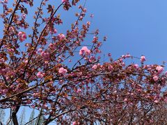-高东镇樱花园