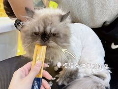-momokira米努特·德文卷毛猫·棉花面纱犬